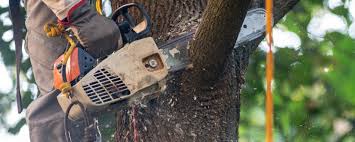 Best Hazardous Tree Removal  in Framingham, MA