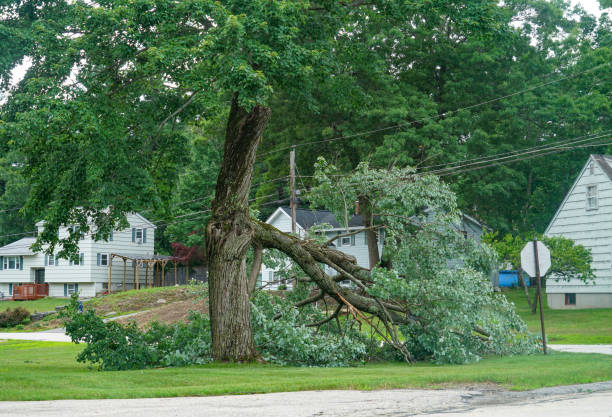 Best Root Management and Removal  in Framingham, MA