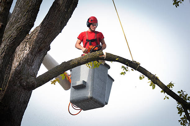 How Our Tree Care Process Works  in Framingham, MA